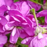 ヒメ日記 2026/02/25 17:30 投稿 斉藤恵 セレブショップ新宿（東京ハレ系）