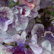 ヒメ日記 2026/02/26 06:00 投稿 斉藤恵 セレブショップ新宿（東京ハレ系）