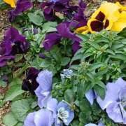 ヒメ日記 2026/02/28 09:30 投稿 斉藤恵 セレブショップ新宿（東京ハレ系）