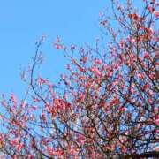 ヒメ日記 2026/02/28 17:47 投稿 斉藤恵 セレブショップ新宿（東京ハレ系）