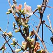 ヒメ日記 2026/03/01 17:24 投稿 斉藤恵 セレブショップ新宿（東京ハレ系）