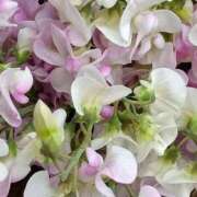 ヒメ日記 2026/03/01 19:30 投稿 斉藤恵 セレブショップ新宿（東京ハレ系）