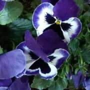 ヒメ日記 2026/03/03 06:00 投稿 斉藤恵 セレブショップ新宿（東京ハレ系）