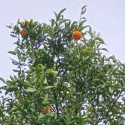 ヒメ日記 2026/03/03 12:01 投稿 斉藤恵 セレブショップ新宿（東京ハレ系）