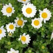 ヒメ日記 2026/03/03 13:31 投稿 斉藤恵 セレブショップ新宿（東京ハレ系）