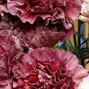 ヒメ日記 2026/03/04 07:15 投稿 斉藤恵 セレブショップ新宿（東京ハレ系）