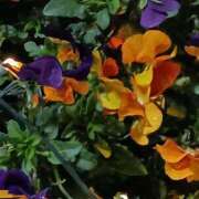 ヒメ日記 2026/03/05 06:00 投稿 斉藤恵 セレブショップ新宿（東京ハレ系）