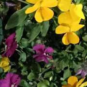 斉藤恵 おはようございます セレブショップ新宿（東京ハレ系）