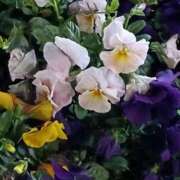 ヒメ日記 2026/03/06 23:43 投稿 斉藤恵 セレブショップ新宿（東京ハレ系）