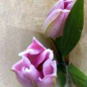 ヒメ日記 2026/03/07 06:00 投稿 斉藤恵 セレブショップ新宿（東京ハレ系）