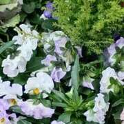 ヒメ日記 2026/03/07 20:30 投稿 斉藤恵 セレブショップ新宿（東京ハレ系）