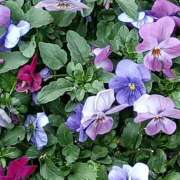 ヒメ日記 2026/03/08 06:00 投稿 斉藤恵 セレブショップ新宿（東京ハレ系）