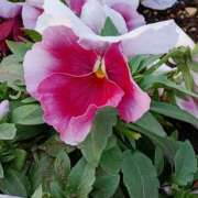 ヒメ日記 2026/03/09 11:10 投稿 斉藤恵 セレブショップ新宿（東京ハレ系）