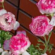 ヒメ日記 2026/03/10 10:30 投稿 斉藤恵 セレブショップ新宿（東京ハレ系）