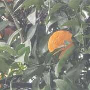 ヒメ日記 2026/03/10 14:45 投稿 斉藤恵 セレブショップ新宿（東京ハレ系）