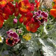 ヒメ日記 2026/03/11 07:15 投稿 斉藤恵 セレブショップ新宿（東京ハレ系）