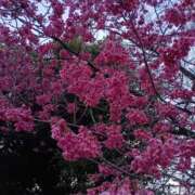 ヒメ日記 2026/03/12 18:03 投稿 斉藤恵 セレブショップ新宿（東京ハレ系）