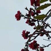 ヒメ日記 2026/03/14 06:03 投稿 斉藤恵 セレブショップ新宿（東京ハレ系）