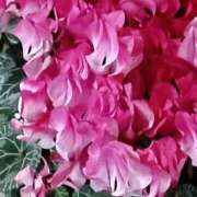 ヒメ日記 2026/03/14 08:02 投稿 斉藤恵 セレブショップ新宿（東京ハレ系）