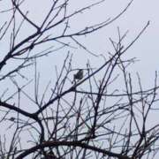 ヒメ日記 2026/03/15 06:00 投稿 斉藤恵 セレブショップ新宿（東京ハレ系）