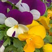 ヒメ日記 2026/03/15 07:15 投稿 斉藤恵 セレブショップ新宿（東京ハレ系）