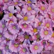 ヒメ日記 2026/03/15 19:07 投稿 斉藤恵 セレブショップ新宿（東京ハレ系）