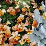 ヒメ日記 2026/03/16 10:15 投稿 斉藤恵 セレブショップ新宿（東京ハレ系）