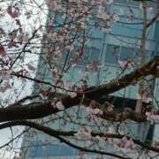 ヒメ日記 2026/03/17 06:01 投稿 斉藤恵 セレブショップ新宿（東京ハレ系）