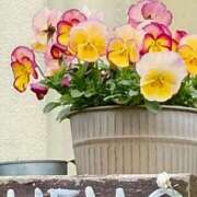 ヒメ日記 2026/03/17 10:45 投稿 斉藤恵 セレブショップ新宿（東京ハレ系）