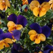 ヒメ日記 2026/03/18 06:00 投稿 斉藤恵 セレブショップ新宿（東京ハレ系）