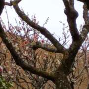 ヒメ日記 2026/03/19 06:00 投稿 斉藤恵 セレブショップ新宿（東京ハレ系）