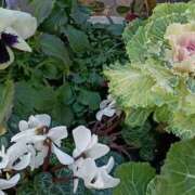 ヒメ日記 2026/03/20 06:01 投稿 斉藤恵 セレブショップ新宿（東京ハレ系）