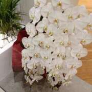 ヒメ日記 2026/03/20 20:45 投稿 斉藤恵 セレブショップ新宿（東京ハレ系）