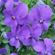 ヒメ日記 2026/03/21 10:45 投稿 斉藤恵 セレブショップ新宿（東京ハレ系）