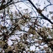 ヒメ日記 2026/03/22 15:39 投稿 斉藤恵 セレブショップ新宿（東京ハレ系）