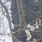 ヒメ日記 2026/03/23 06:00 投稿 斉藤恵 セレブショップ新宿（東京ハレ系）