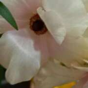 ヒメ日記 2026/03/24 06:00 投稿 斉藤恵 セレブショップ新宿（東京ハレ系）