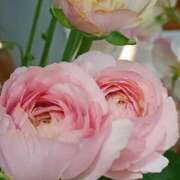 ヒメ日記 2026/03/24 10:01 投稿 斉藤恵 セレブショップ新宿（東京ハレ系）