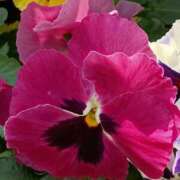 ヒメ日記 2026/03/24 14:23 投稿 斉藤恵 セレブショップ新宿（東京ハレ系）