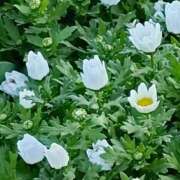 ヒメ日記 2026/03/25 00:15 投稿 斉藤恵 セレブショップ新宿（東京ハレ系）