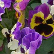 ヒメ日記 2026/03/25 06:00 投稿 斉藤恵 セレブショップ新宿（東京ハレ系）