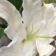 ヒメ日記 2026/03/25 18:05 投稿 斉藤恵 セレブショップ新宿（東京ハレ系）