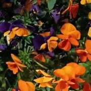 ヒメ日記 2026/03/26 20:27 投稿 斉藤恵 セレブショップ新宿（東京ハレ系）