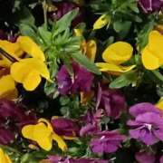 ヒメ日記 2026/03/28 06:01 投稿 斉藤恵 セレブショップ新宿（東京ハレ系）