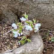 ヒメ日記 2026/03/28 10:30 投稿 斉藤恵 セレブショップ新宿（東京ハレ系）