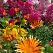 ヒメ日記 2026/03/29 07:15 投稿 斉藤恵 セレブショップ新宿（東京ハレ系）