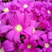 ヒメ日記 2026/03/29 18:31 投稿 斉藤恵 セレブショップ新宿（東京ハレ系）