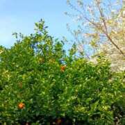 ヒメ日記 2026/03/30 15:18 投稿 斉藤恵 セレブショップ新宿（東京ハレ系）