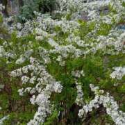 ヒメ日記 2026/03/31 06:00 投稿 斉藤恵 セレブショップ新宿（東京ハレ系）