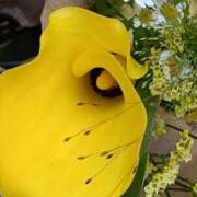 ヒメ日記 2026/03/31 11:21 投稿 斉藤恵 セレブショップ新宿（東京ハレ系）